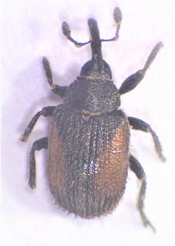 Réf. 276 450 : Rhinusa bipustulata